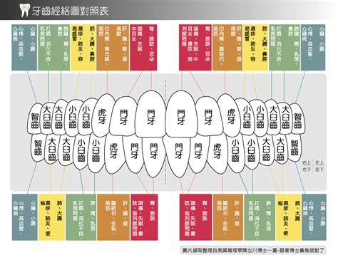 牙齒經絡|季節性的牙齒痛，可觀察陽明經(胃經、大腸經)能量！